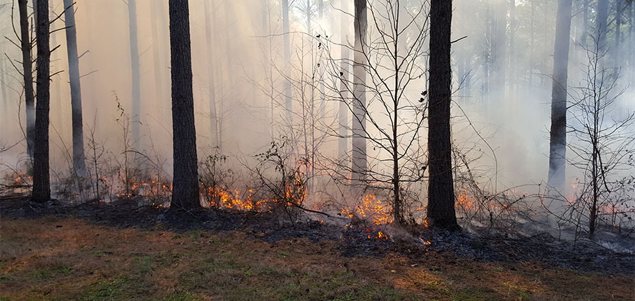 A prescribed burn near Griffin, Georgia.