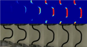 Georgia Tech researchers used a thermal camera to record the variation in surface temperature (top) of a shape-memory alloy experiencing loading and unloading. By inputting this information into their thermo-mechanical model, the researchers were able to accurately predict internal temperature and stress distributions for the material, which is being investigated for use in constructing seismic-resistant structures. (Click image for high-resolution version. Credit: Reza Mirzaeifar)