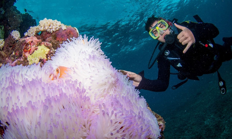 Civil engineering undergrad Andrew Melissas diving during his semester studying abroad in Australia. (Photo Courtesy: Andrew Melissas)