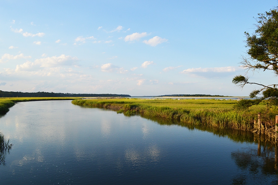 Water in a marsh